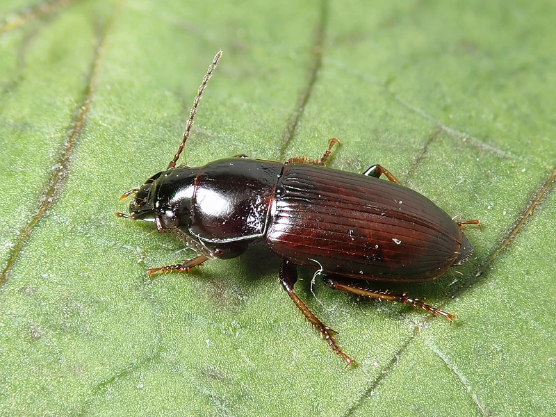 Carabidae sul balcone: Calathus? no, Harpalus pygmaeus